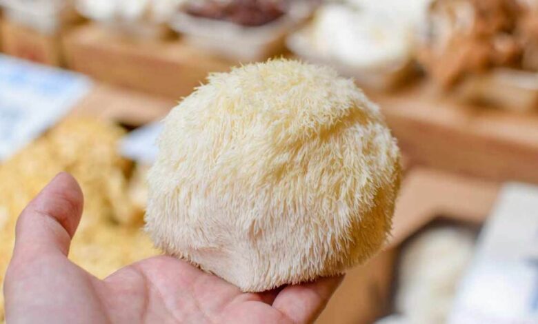 Expert Tips Before Feeding Your Dog Lion’s Mane Mushrooms