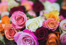The Psychology of Flowers: How Colors Influence Emotions in Celebrations