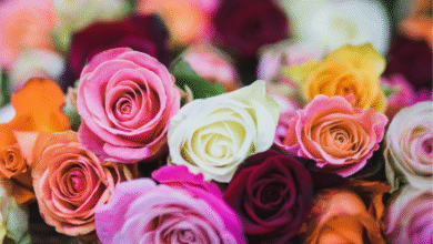 The Psychology of Flowers: How Colors Influence Emotions in Celebrations