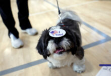 California woman charged after registering dog to vote
