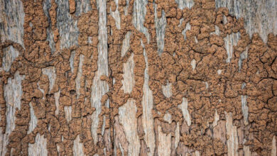 Termite Invasion in Brisbane Homes: Entry Points and Prevention Strategies