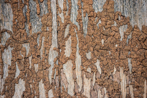 Termite Invasion in Brisbane Homes: Entry Points and Prevention Strategies