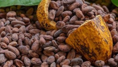 New cocoa price in ghana