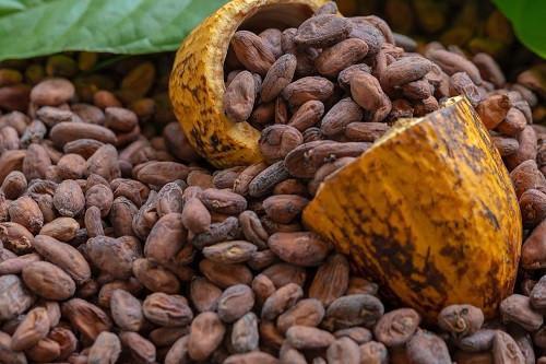 New cocoa price in ghana
