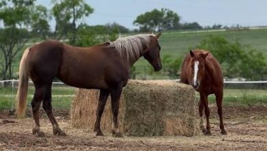 New Research Changes the Way We See If Alfalfa Makes a Horse Hot
