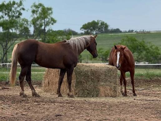 New Research Changes the Way We See If Alfalfa Makes a Horse Hot