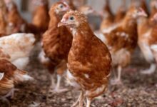 'Nkoko Nketenkete' pilot succeeds, 720,000 Birds Distributed to Farmers