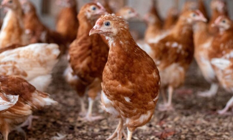 'Nkoko Nketenkete' pilot succeeds, 720,000 Birds Distributed to Farmers