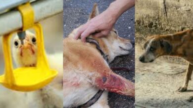 10 Things you should never do to an animal