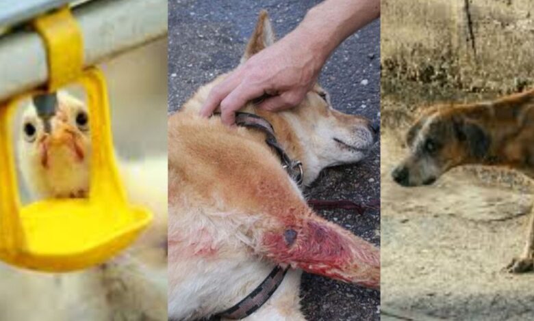 10 Things you should never do to an animal