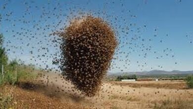 One dead as bees reportedly attack NDC supporters in Kpandai