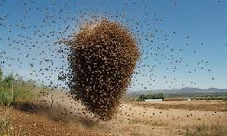 One dead as bees reportedly attack NDC supporters in Kpandai